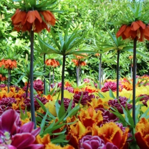 Bijzondere tulpen Keukenhof