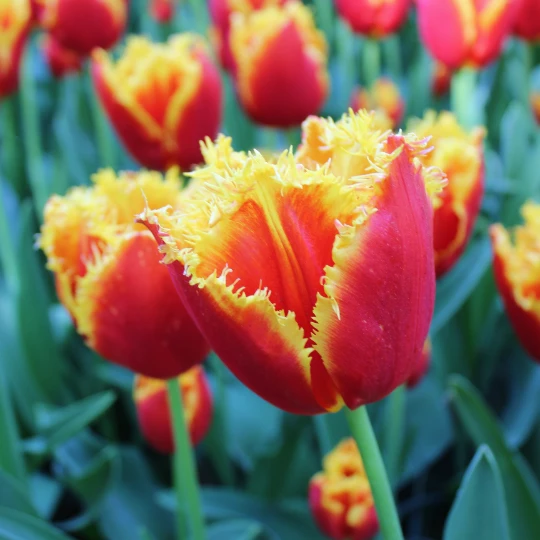 Keukenhof tulp