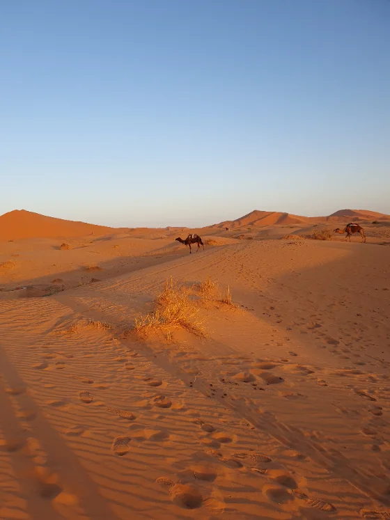 Merzouga Erg Chebbi woestijn